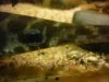 arowanas 022.jpg