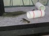 IMG_1063.JPG