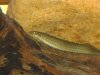 fishies 011.JPG