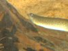 fishies 016.JPG