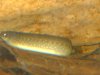 fishies 017.JPG