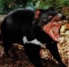 A-Bleak-Menace-for-the-Tasmanian-Devil-3.jpg