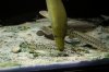 white substrate 1 (19).JPG