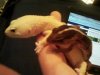 Leo and Fat Tail.jpg