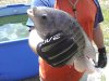 tilapia.jpg