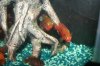 breedingjewels3-23-06fish 029.jpg