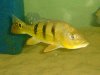 Cichla monoculus Rio Negro - 3.jpg