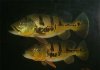 Cichla monoculus - 6.jpg