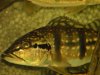 Cichla temensis Rio Araguaia - 3.jpg
