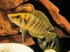 yellow calvus.jpg