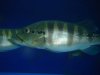 DSC04454.JPG