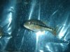 DSC04234.JPG
