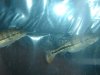 DSC04249.JPG