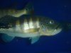 DSC04220.JPG