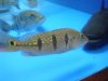DSC04136.JPG