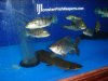 DSC04184.JPG