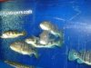 DSC03896.JPG