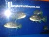 DSC03899.JPG