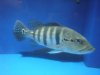 DSC03907.JPG