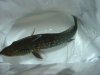 DSC00897.JPG