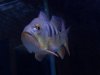 fish 039.jpg