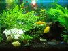PlantedBlack4.JPG