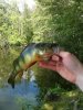 Half Lb Perch.JPG Half Lb Perch.JPG