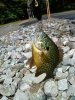 Pumpkinseed on Jitterbug.JPG Pumpkinseed on Jitterbug.JPG