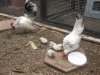 serama chicken.JPG