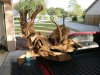 wood3.JPG wood3.JPG