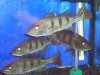DSC01733.JPG