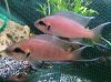 pair of fish.jpg