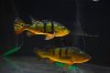 Cichla.jpg