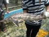 SPOONBILL & STURGEON 018.jpg