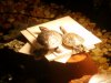 DSC00786.JPG