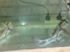 Port Jackson Sharks  17-06-11 (4).jpg