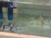 Port Jackson Sharks  17-06-11 (8).jpg