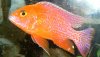 male firefish.JPG