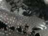 DSC02277.JPG