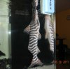 TIGRINUS-ZIGGIE.jpg