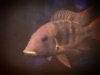 fish.jpg