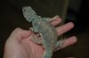 DSC_0407.JPG
