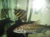 fish 093.jpg