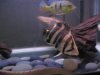 fish 064.jpg