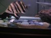 fish 063.jpg