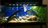 fishy tank.jpg