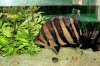 Tiger Fish 2.jpg Tiger Fish 2.jpg