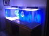 fish tank1.jpg fish tank1.jpg