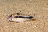 c_habrosus11.jpg