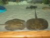 scott tanks and rays 012.JPG
